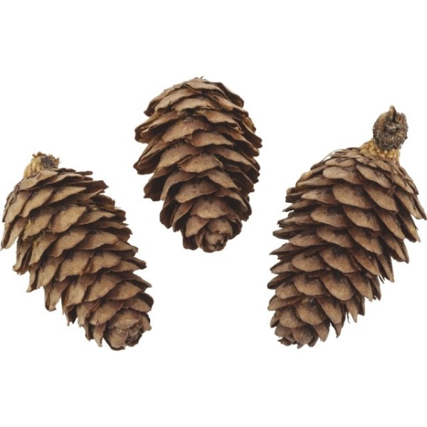 Japanese larch cones, natural, 50g