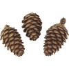 Japanese larch cones, natural, 50g