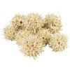 Sweetgum-Fruit bleached 30g