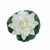 Waterlily white, 17cm, 1 pce