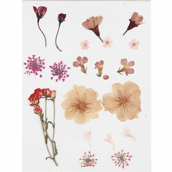 Assorted dried / pressed flowers, pink