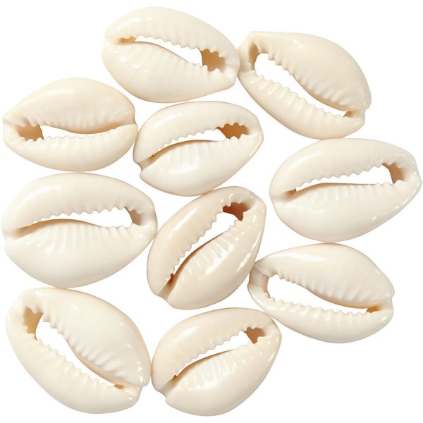 Cauri shell +/-20mm, 12 pcs