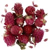 Dried flowers - Red clover ø 1 - 1.5cm