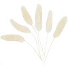 Dried flowers - Lagurus 3-7cm, 6 pcs