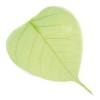 Feuilles squelette, 10 pièces, vert clair