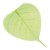 Skeleton Leaves, 10 pieces, light green