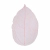 Feuilles squelette, 6-8cm, rouge, 20 pcs