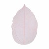 Skeleton Leaves, 6-8cm, red, 20 pcs
