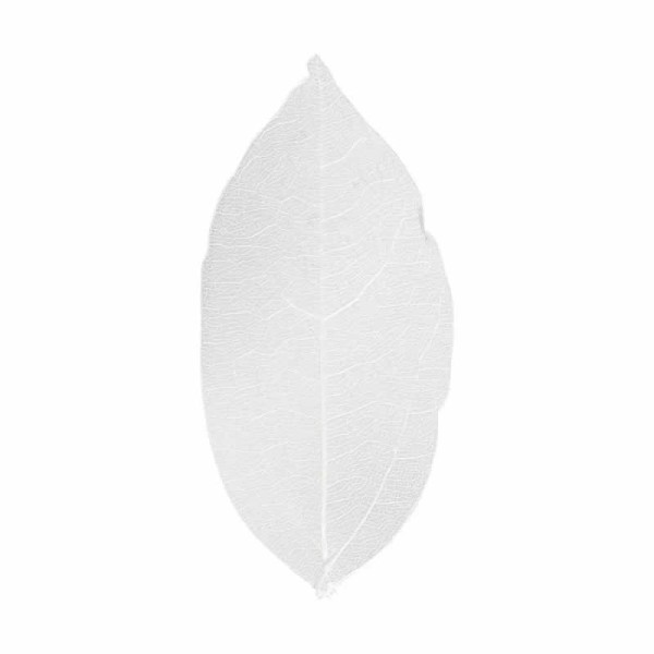 Feuilles squelette, 6-8cm, blanc, 20 pcs