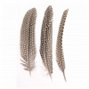 Plumas de gallina de Guinea, 16-18cm, 2g