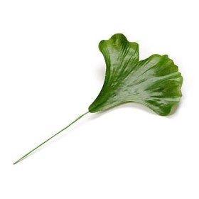 Hoja de gingko, 9cm, 6 pzas