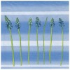 Napkin Hyazinthen, 1 piece