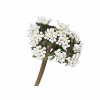 Bunch of berries, white