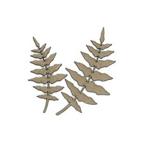 Farn, 2 Stk, 4.5-6x9-11.5cm