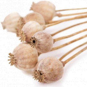 Decorative dried poppy with stem, approx. 30 cm, 5 pcs