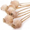 Decorative dried poppy with stem, approx. 30 cm, 5 pcs