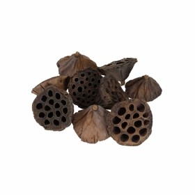 Dried lotus heads, 3–5 cm, 23 assorted pcs