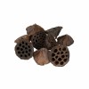Getrocknete Lotusköpfe, 3–5 cm, 23 Stk. sortiert