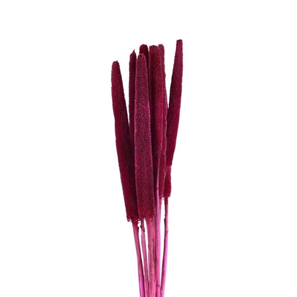 Dried ornamental grass, bunch of 30 stems
