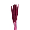 Hierba ornamental seca, ramo de 30 tallos