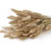 Graminée décorative séchée lagurus, naturel, bouquet 30 brins