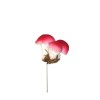 Champignon rouge foncé, 4cm