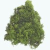 Islandmoss, dark green, 50g