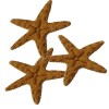 Sea stars, brown felt