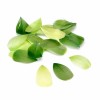 Plumes 5-8cm, mix vert, 48 pcs