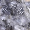 Grey Feathers with dots, 8cm, 15 pcs