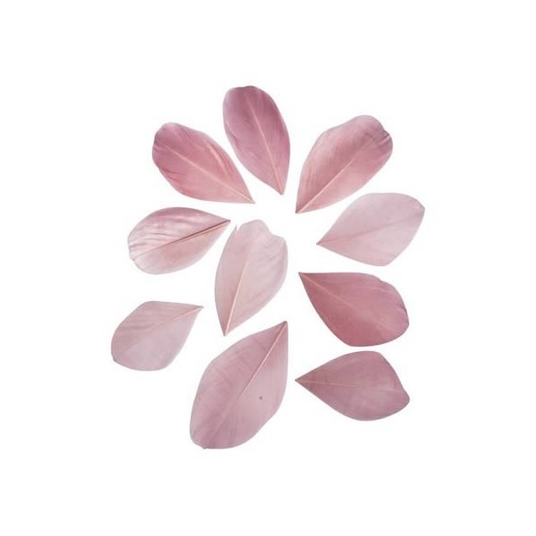 Plumes coupées, 5-6cm, vieux rose, 36pcs