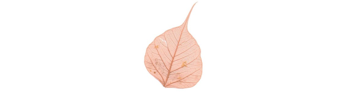 Feuilles squelette