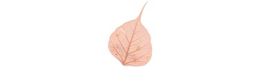 Skeleton leaves